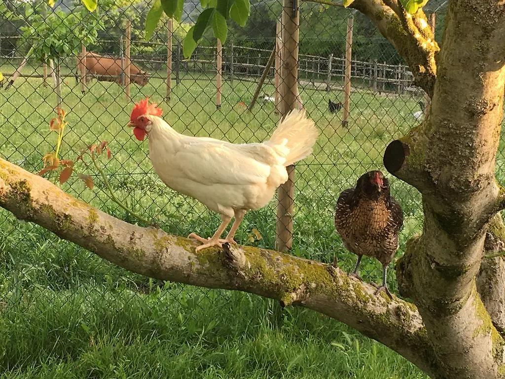 Willa Capannacce Organic And Horse Farm Rapolano Terme